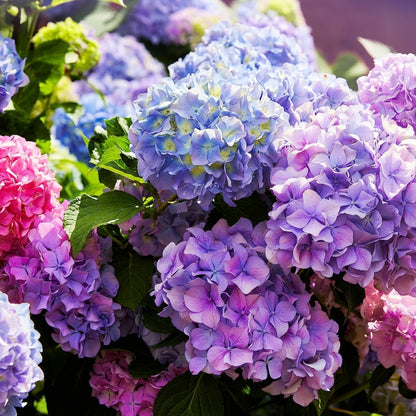 Mixed Color Hydrangea Seeds – Blue Pink & Purple Blooming Flower Seeds
