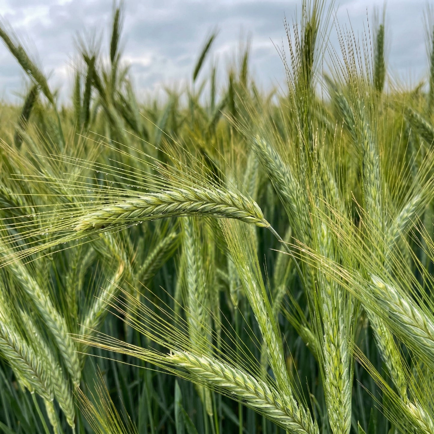 Triticale Grain Seeds – Wheat & Rye Hybrid Seeds for Gardens