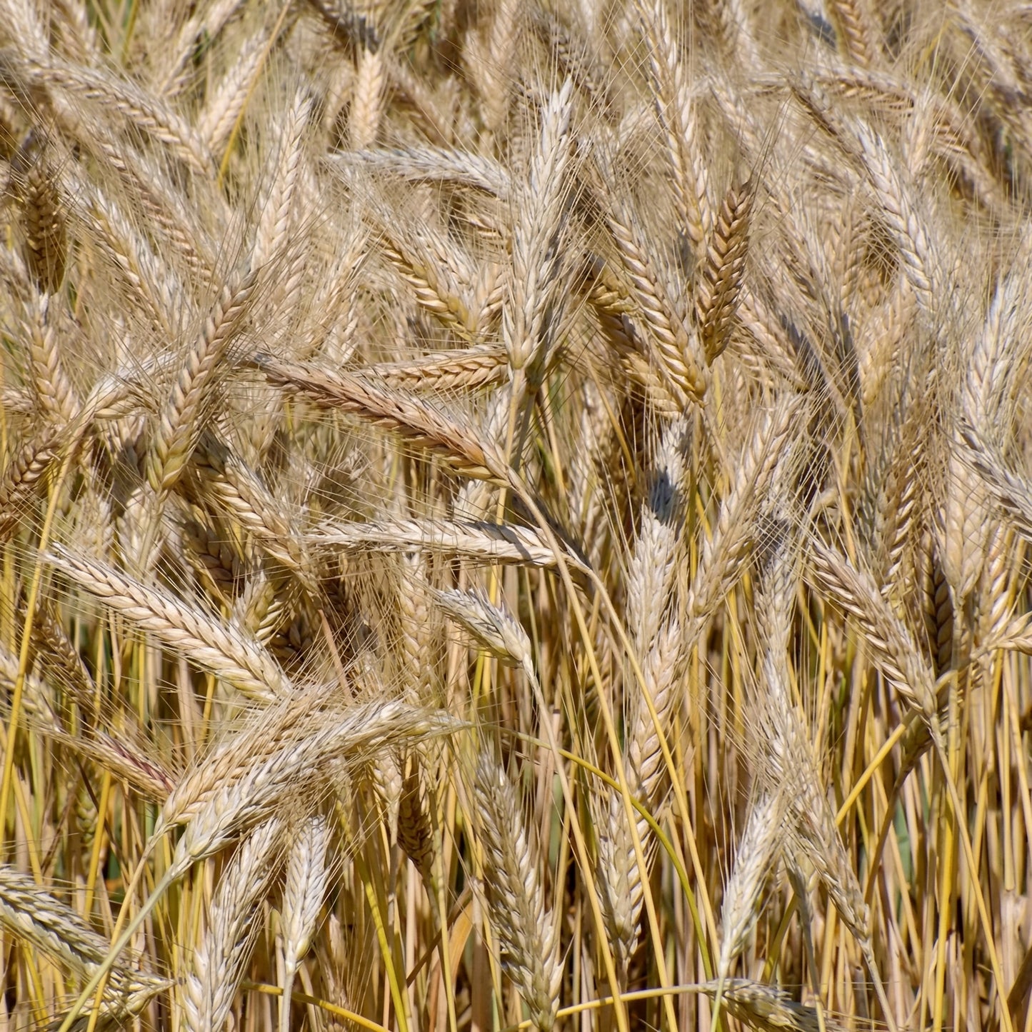 Triticale Grain Seeds – Wheat & Rye Hybrid Seeds for Gardens