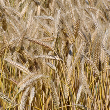 Triticale Grain Seeds – Wheat & Rye Hybrid Seeds for Gardens
