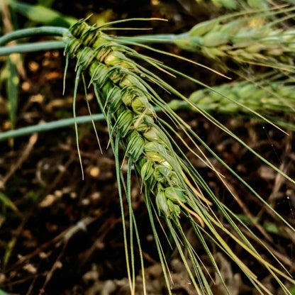 Triticale Grain Seeds – Wheat & Rye Hybrid Seeds for Gardens