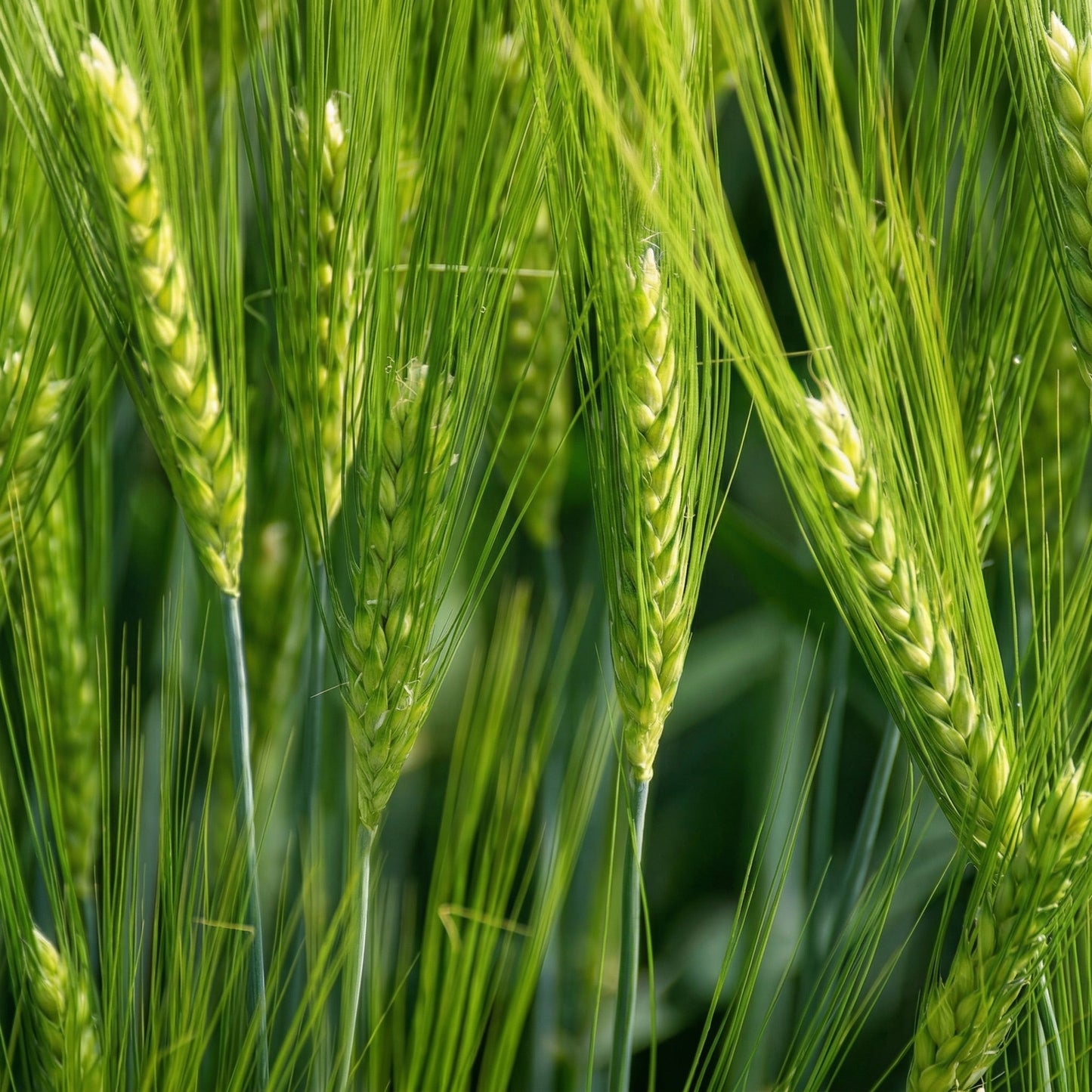 Triticale Grain Seeds – Wheat & Rye Hybrid Seeds for Gardens