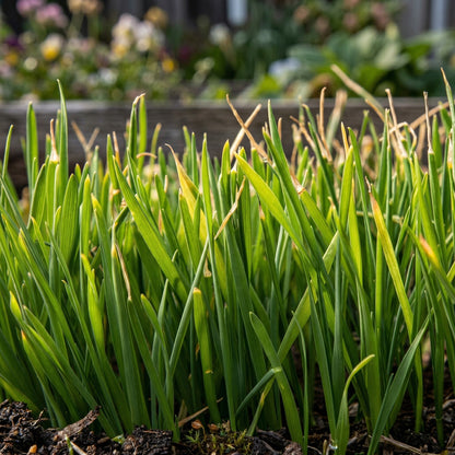 Triticale Grain Seeds – Wheat & Rye Hybrid Seeds for Gardens
