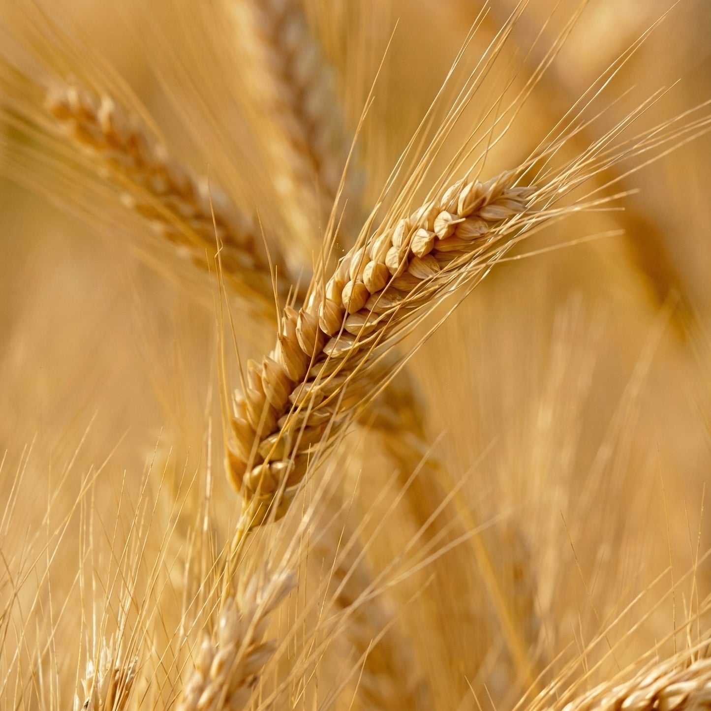 Barley Seeds for Planting – Heirloom Grain Seeds for Home Gardens