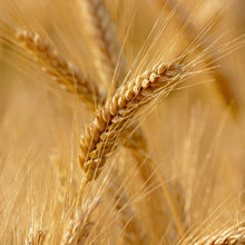 Barley Seeds for Planting – Heirloom Grain Seeds for Home Gardens