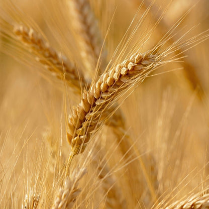 Barley Seeds for Planting – Heirloom Grain Seeds for Home Gardens