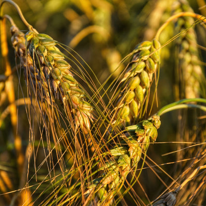 Barley Seeds for Planting – Heirloom Grain Seeds for Home Gardens