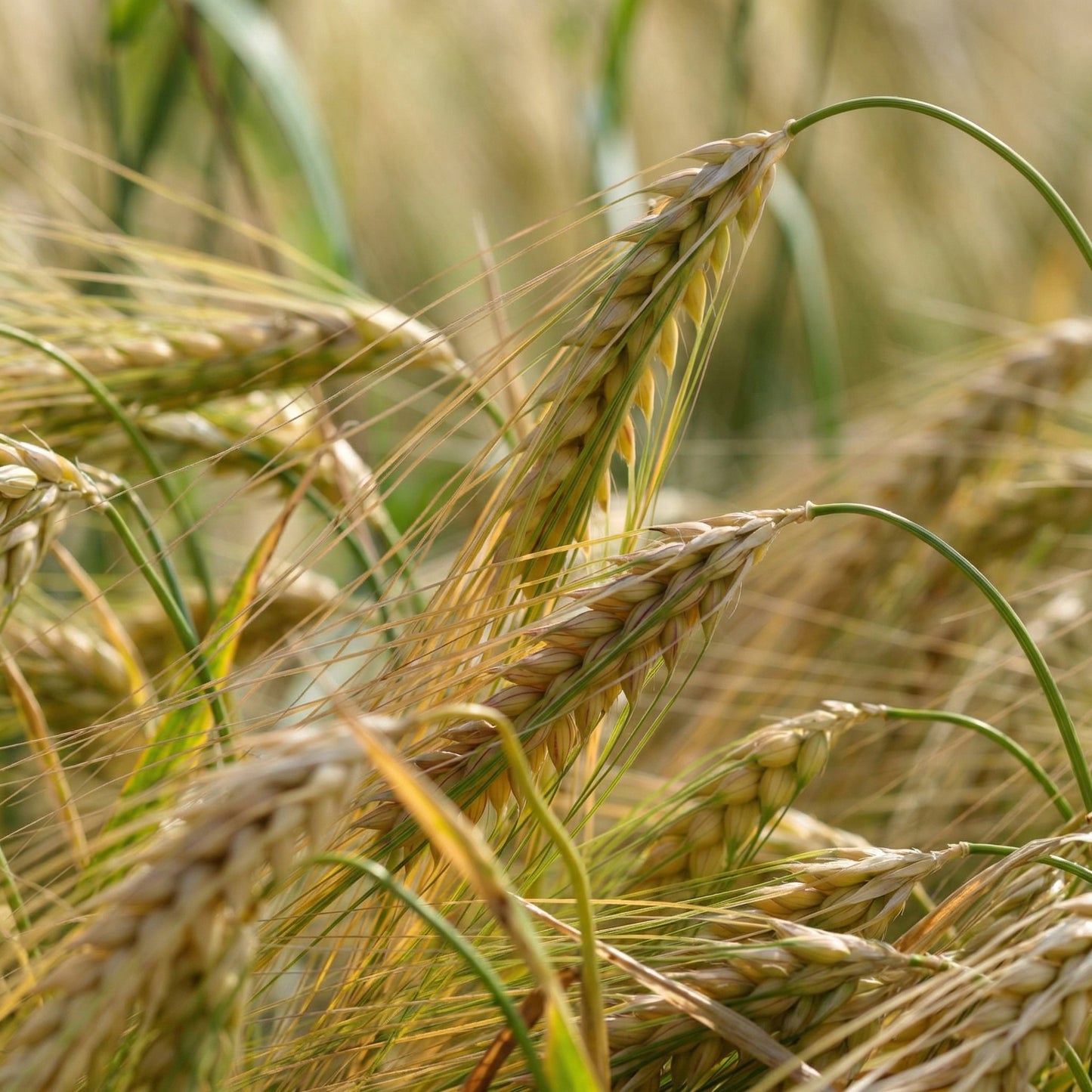 Barley Seeds for Planting – Heirloom Grain Seeds for Home Gardens