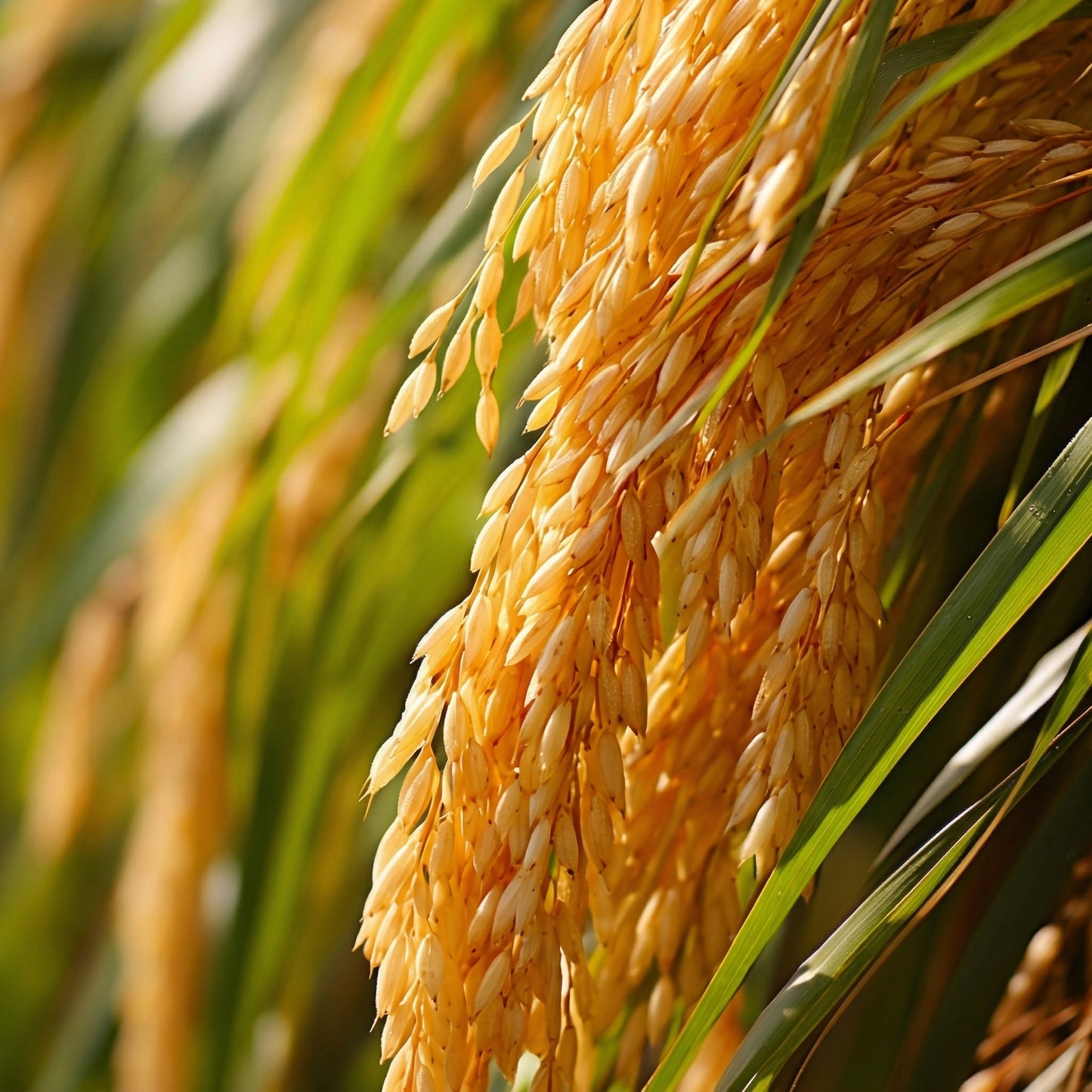 Barley Seeds for Planting – Heirloom Grain Seeds for Home Gardens