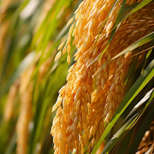 Barley Seeds for Planting – Heirloom Grain Seeds for Home Gardens