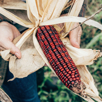 Jimmy Red Corn Seeds – Heirloom Grits Corn Seeds
