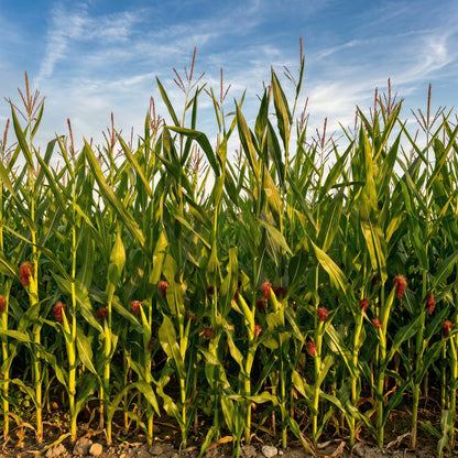 Jimmy Red Corn Seeds – Heirloom Grits Corn Seeds