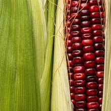 Jimmy Red Corn Seeds – Heirloom Grits Corn Seeds