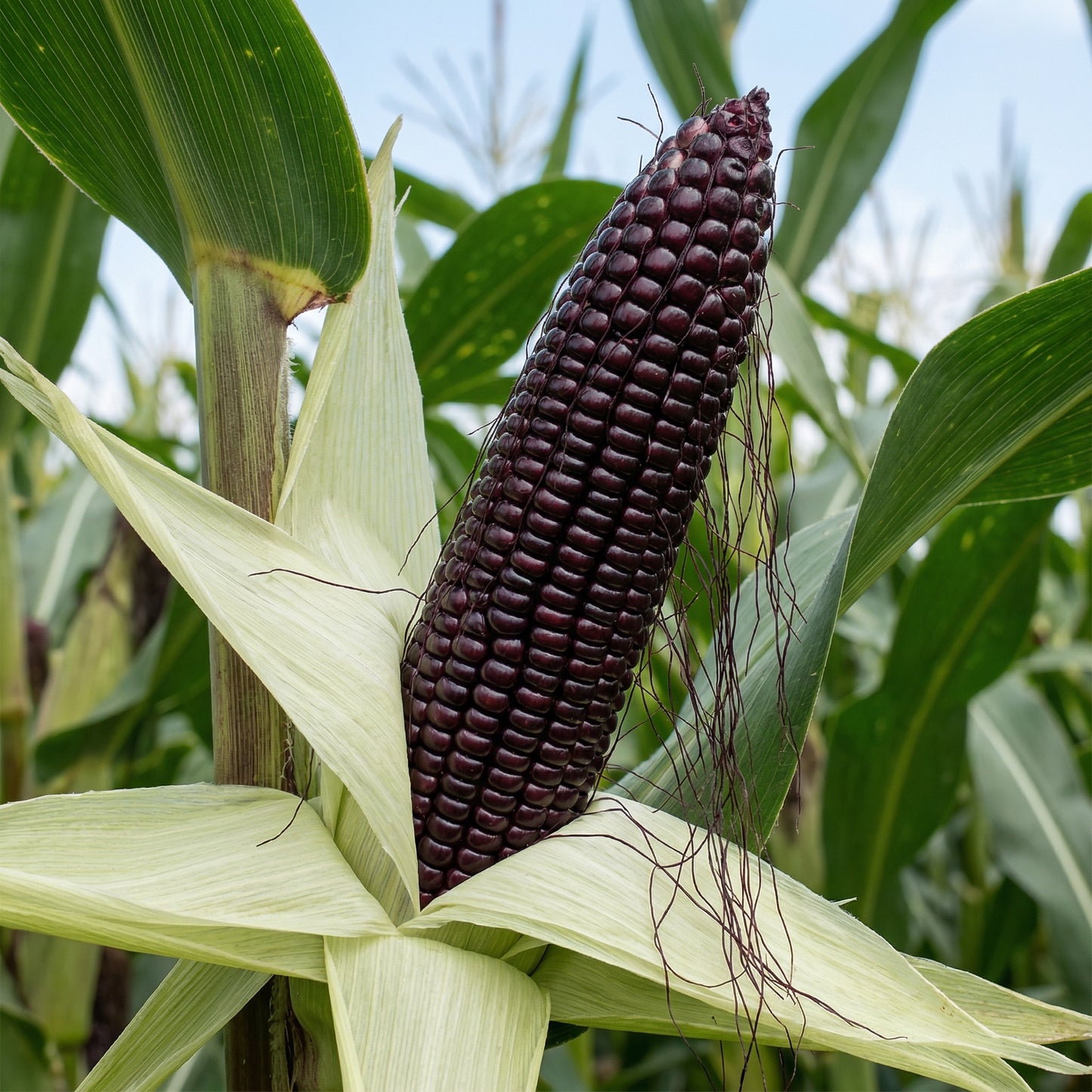 Black Corn Seeds – Heirloom Black Sweet Corn Vegetable Seeds