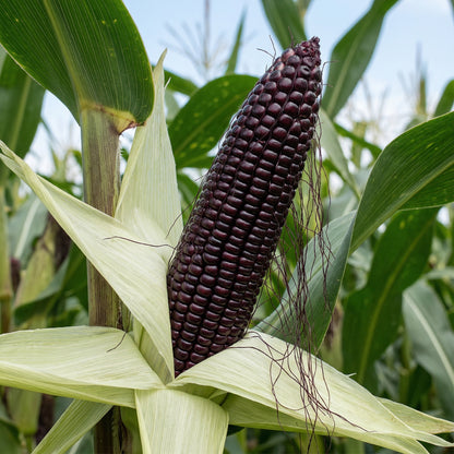 Black Corn Seeds – Heirloom Black Sweet Corn Vegetable Seeds