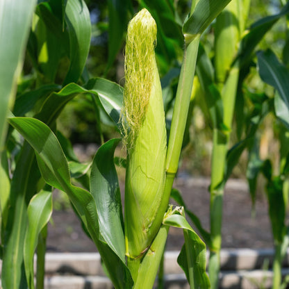 Black Corn Seeds – Heirloom Black Sweet Corn Vegetable Seeds