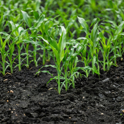 Black Corn Seeds – Heirloom Black Sweet Corn Vegetable Seeds