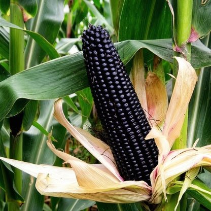 Black Corn Seeds – Heirloom Black Sweet Corn Vegetable Seeds