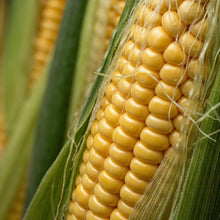 Golden Bantam Sweet Corn Seeds – Heirloom Sweet Corn Seeds