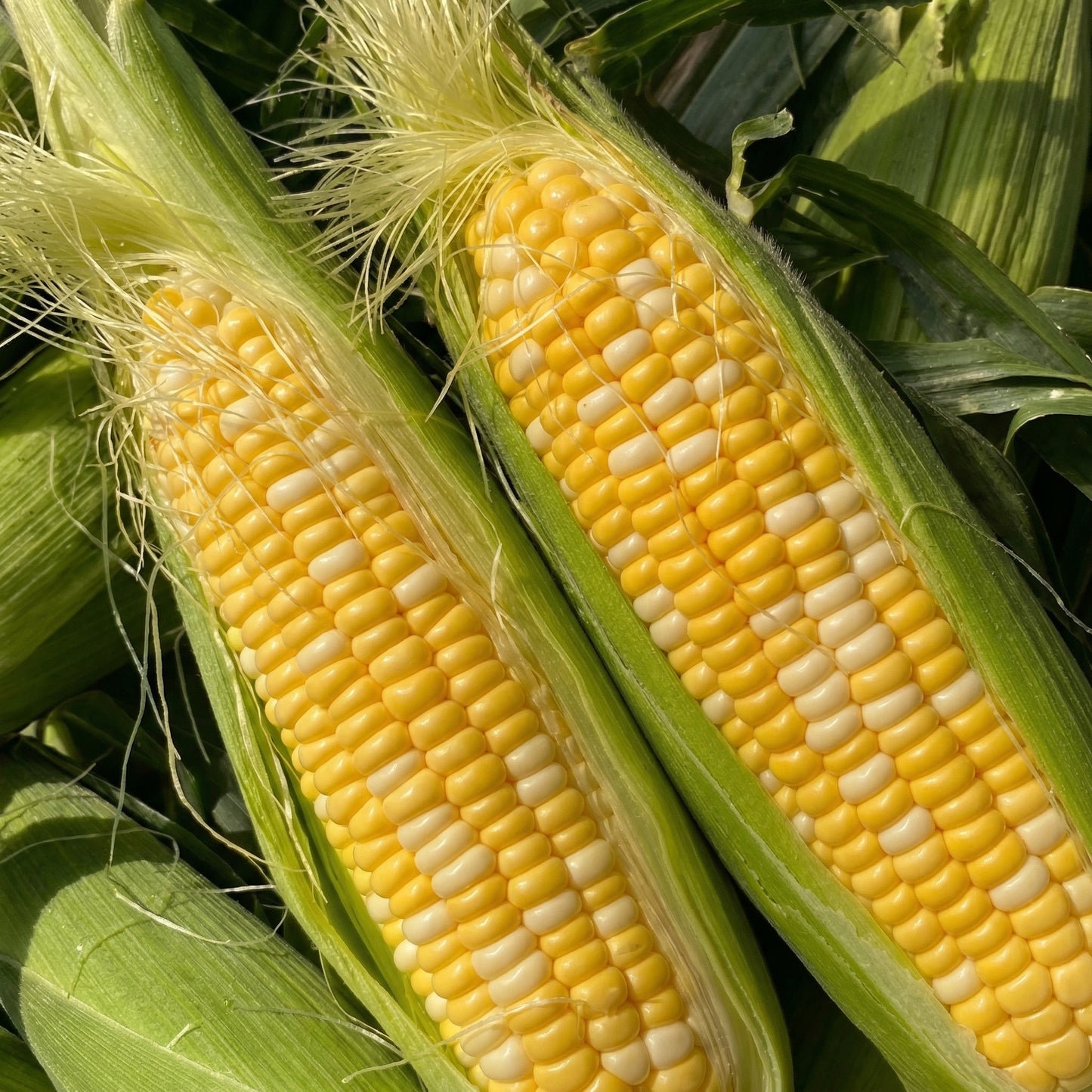 Golden Bantam Sweet Corn Seeds – Heirloom Sweet Corn Seeds