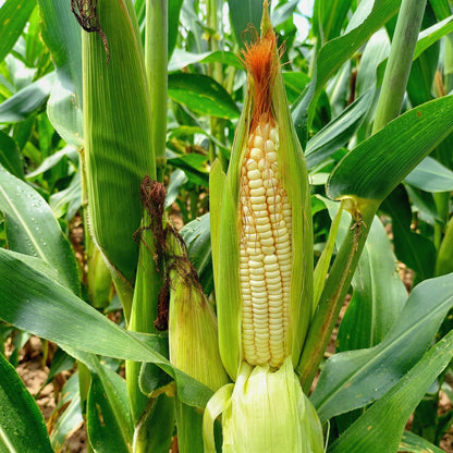 Golden Bantam Sweet Corn Seeds – Heirloom Sweet Corn Seeds