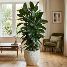 Ficus elastica Decora Seeds – Rubber Plant Evergreen Indoor Garden Plant Seeds