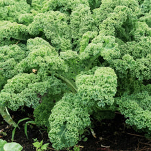 Vates Blue Scotch Curly Kale Seeds (Brassica oleracea) – Cold Hardy Dwarf Curled Kale Vegetable Seeds