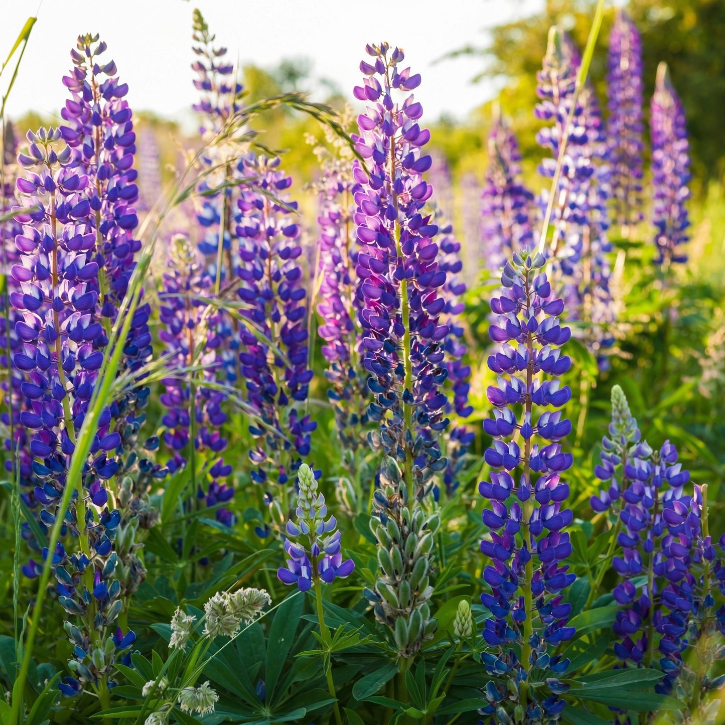 Wild Blue Lupine Seeds (Lupinus perennis) – Perennial Wildflower Seeds for Garden & Pollinators