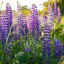 Wild Blue Lupine Seeds (Lupinus perennis) – Perennial Wildflower Seeds for Garden & Pollinators