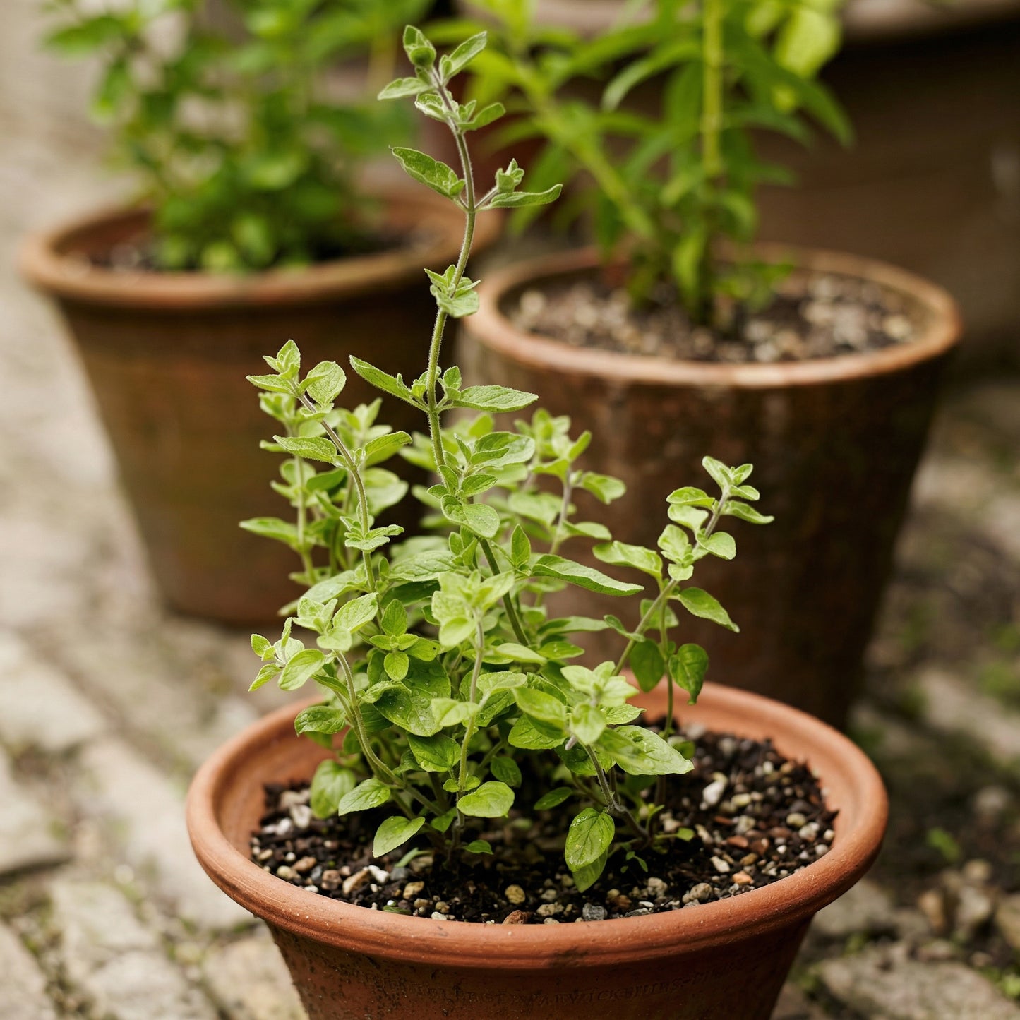 English Thyme Seeds (Thymus vulgaris) – Aromatic Culinary Herb Seeds for Indoor & Outdoor Gardens