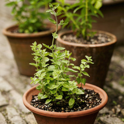 English Thyme Seeds (Thymus vulgaris) – Aromatic Culinary Herb Seeds for Indoor & Outdoor Gardens