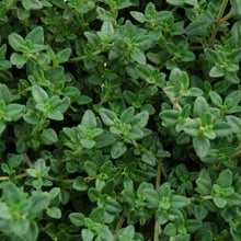 English Thyme Seeds (Thymus vulgaris) – Aromatic Culinary Herb Seeds for Indoor & Outdoor Gardens