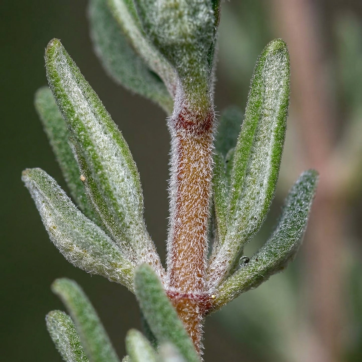 English Thyme Seeds (Thymus vulgaris) – Aromatic Culinary Herb Seeds for Indoor & Outdoor Gardens
