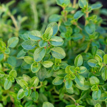 English Thyme Seeds (Thymus vulgaris) – Aromatic Culinary Herb Seeds for Indoor & Outdoor Gardens