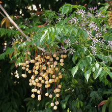 Chinaberry Tree Seeds (Melia azedarach) – Pride of India Ornamental Shade Tree Seeds