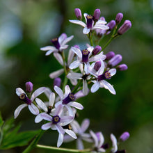 Chinaberry Tree Seeds (Melia azedarach) – Pride of India Ornamental Shade Tree Seeds