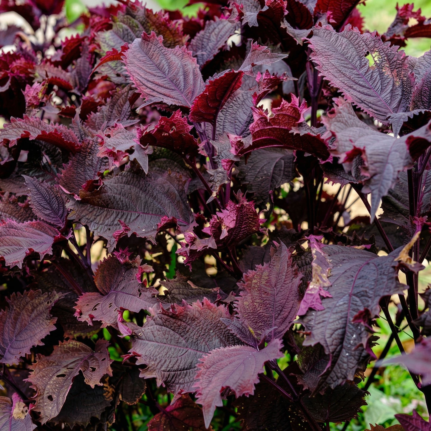 Red Shiso Seeds (Perilla frutescens) – Japanese Purple Perilla Aromatic Herb Seeds