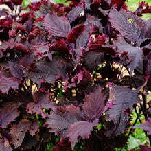 Red Shiso Seeds (Perilla frutescens) – Japanese Purple Perilla Aromatic Herb Seeds