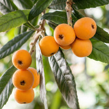 Loquat Tree Seeds (Eriobotrya japonica) – Asian Fruit Tree Seeds for Home Garden & Orchard