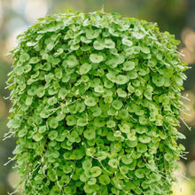 Dichondra Carpet Vine Seeds – Low Growing Ground Cover Lawn Alternative Plant Seeds