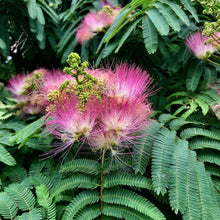 Mimosa Silk Tree Seeds Albizia julibrissin – Pink Flowering Landscape Tree & Bonsai Seeds for Planting
