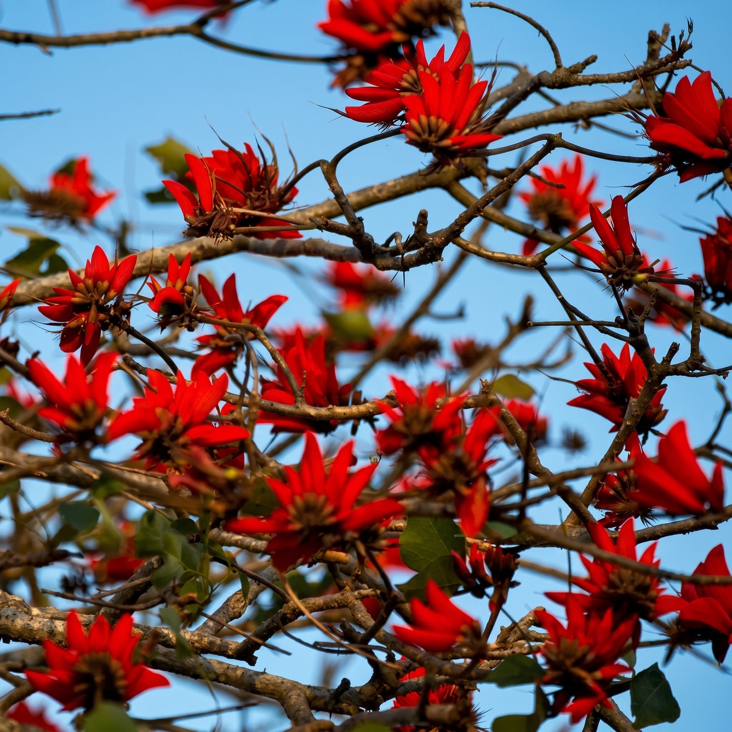 Kaffir Coral Tree Seeds (Erythrina lysistemon) Flowering Tree