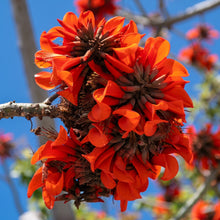 Kaffir Coral Tree Seeds (Erythrina lysistemon) Flowering Tree