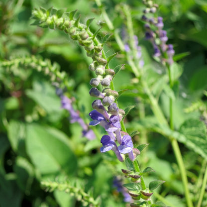 Baical Skullcap Seeds (Scutellaria baicalensis) Herb Plant