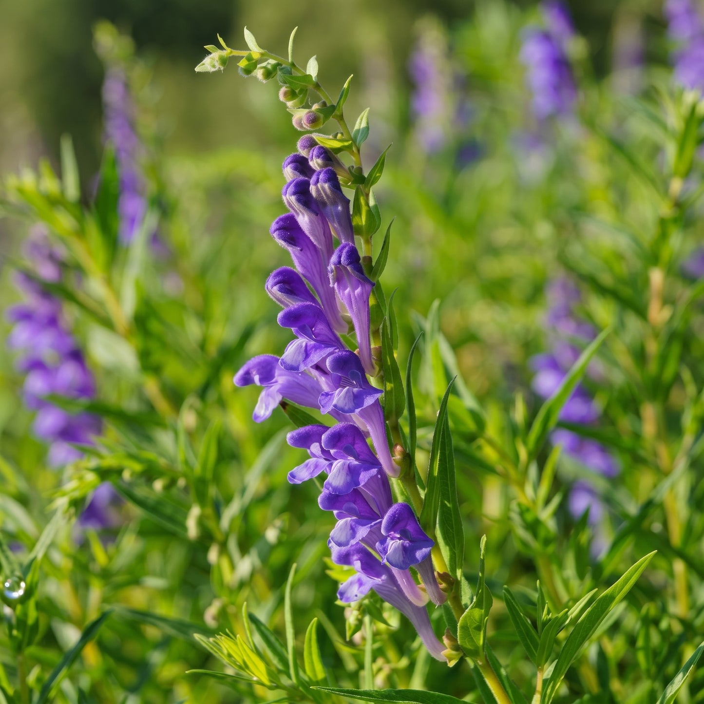 Baical Skullcap Seeds (Scutellaria baicalensis) Herb Plant
