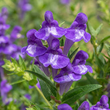 Baical Skullcap Seeds (Scutellaria baicalensis) Herb Plant