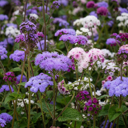Mixed Ageratum Seeds Flowering Garden Plant