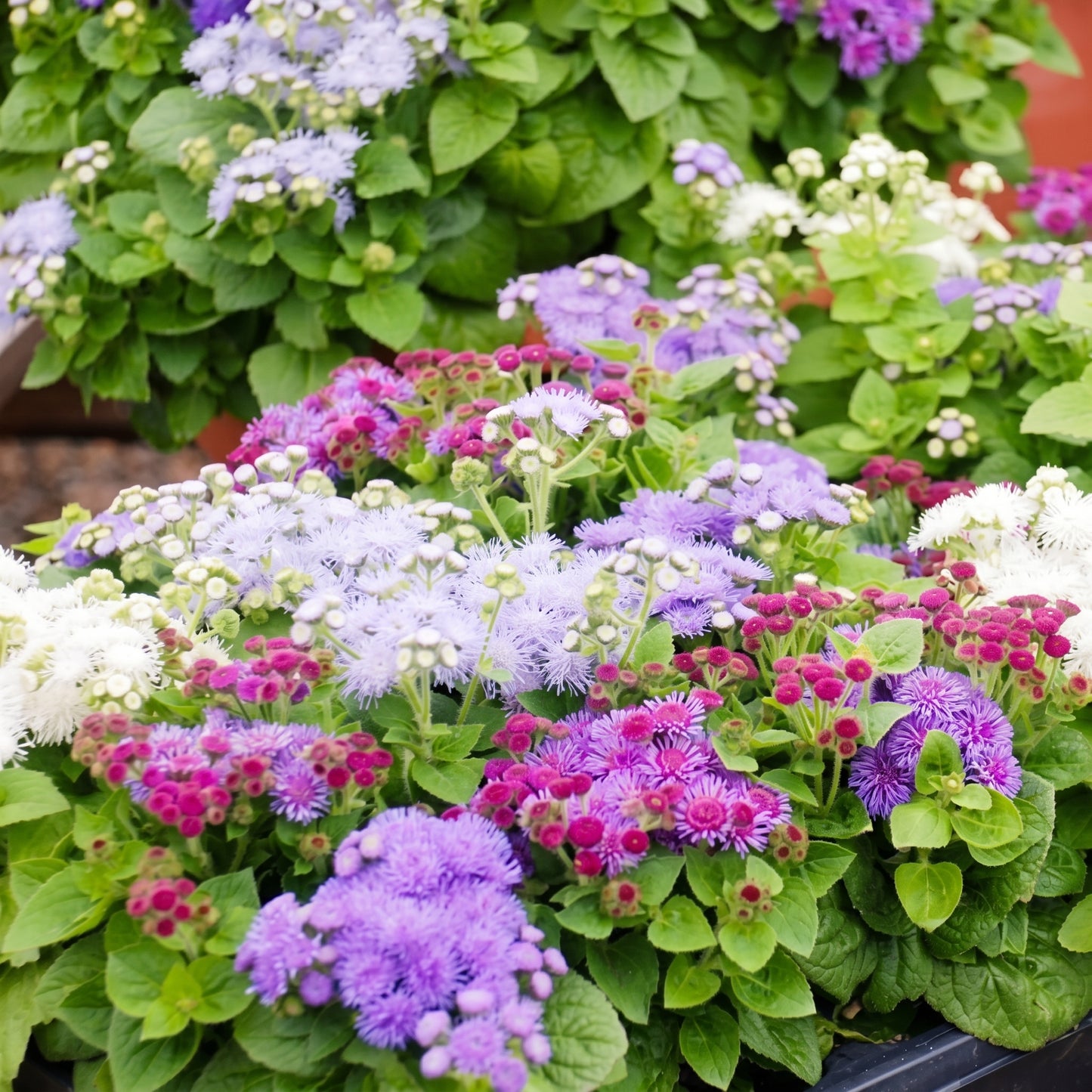 Mixed Ageratum Seeds Flowering Garden Plant