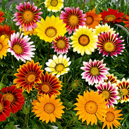 Mixed Gazania Seeds Gazania rigens Mixed Flower Seeds