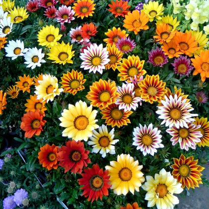 Mixed Gazania Seeds Gazania rigens Mixed Flower Seeds